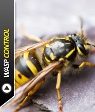 Wasps Nest Removal Essex 375340 Image 0